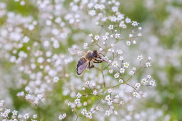 Bee collect nectar on white small flower Gypsophila paniculata, baby's breath, common gypsophila, panicled baby's-breath