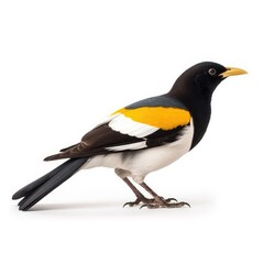 Fototapeta premium Yellow-billed magpie bird isolated on white background.