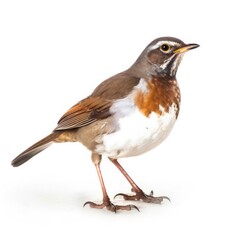 Fototapeta premium White-throated thrush bird isolated on white background.
