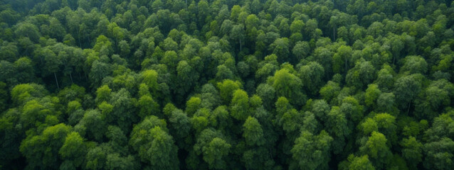 Aerial Forest Landscape Texture: Abstract Background Depicting the Harmony of Ecosystems and Healthy Ecology Environment, Capturing the Top-View Beauty of Nature.