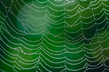 natural background. cobwebs in dew drops on a green plant