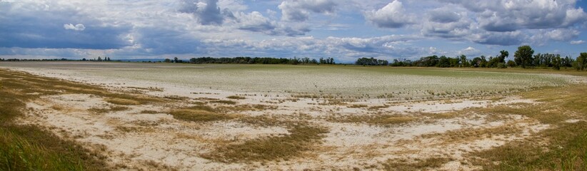 The salt marshes - panoramic view to dryied lake near Neusiedler Lake in National park Neusiedler see - Seewinkel, Austria/ Hungary.