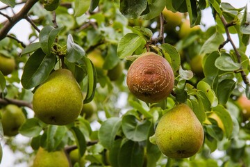 
Rotten Pear on the fruit tree, Monilia laxa - Monilinia laxainfestation, plant disease. Fruit plant disease. 