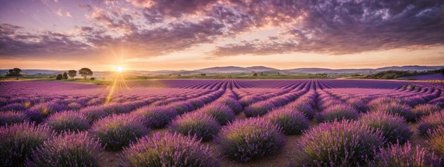 Foto op Plexiglas Stunning landscape with lavender field at sunset © @uniturehd