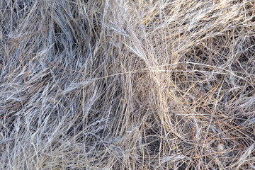 dry grass illuminated by the sun