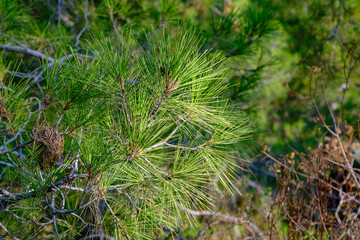 pine branches illuminated by the sun in the mountains near Kemer in Turkey