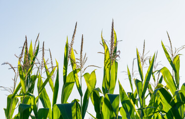uprawa kukurydzy na polu - obrazy, fototapety, plakaty