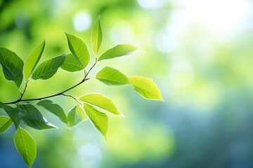 Fototapeta na wymiar Green tree leaves on blurred background.