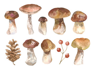 Collection of autumn forest watercolor edible mushrooms. Cep, Orange-cap boletus, Rough Boletus, lingonberries, fir cone. Botanical hand drawn illustration set. Isolated on white background.