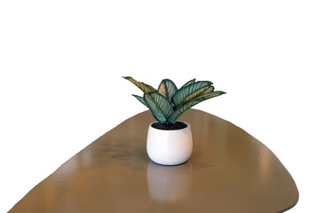 Indoor plant in a white pot on a table against, PNG.