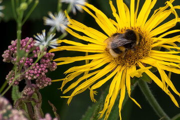 Honeybee in the middle of a yellow sunflower 