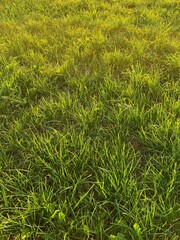 green grass background