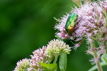 Rose chafe beetle on a light pink flower with a blurred background 