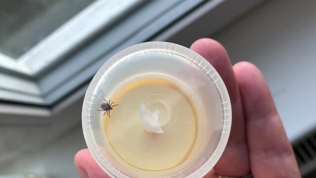  ixodes tick in a jar