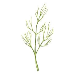 Dill branches. Harvest. Fragrant herbs for salads, soups. Illustration for design, print or background