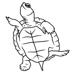 Fototapeta na wymiar Turtle