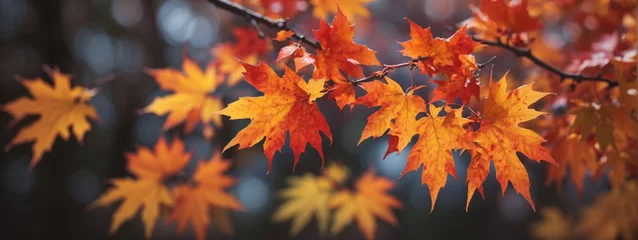 Foto op Canvas Colorful autumn maple leaves on a tree branch © @uniturehd