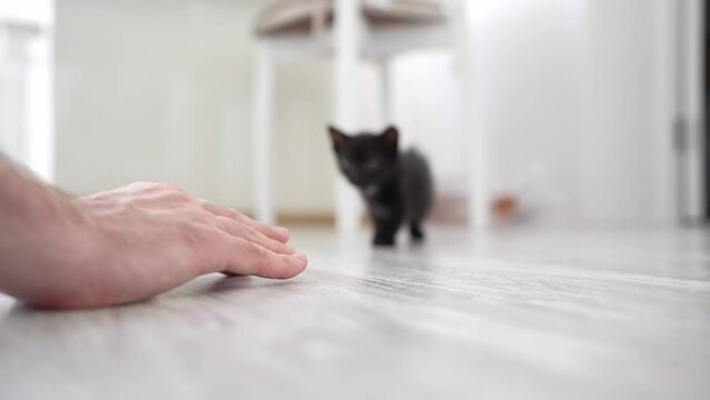 Cute black kitten portrait playing with owner hand. Little pet pure love concept. Pussy cat innocent baby animal domestic pet. Care adoption animal shelter.
