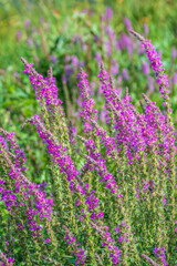 Obraz premium Summer Flowering Purple Loosestrife, Lythrum tomentosum on a green blured background.