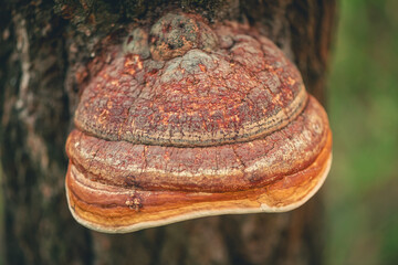 Fomitopsis pinicola on a tree - obrazy, fototapety, plakaty