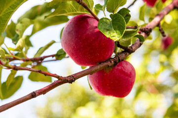 red apples on a tree branch