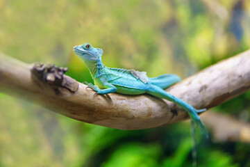 Naklejka na ściany i meble A lizard is a real basilisk sitting on a branch