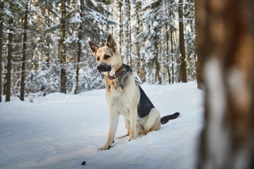 Dog German Shepherd outdoors in the forest in a winter day. Russian guard dog Eastern European Shepherd in nature on the snow and white trees covered snow
