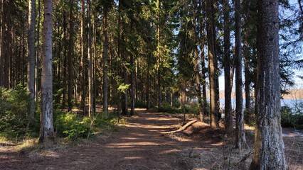 Road or path in the Park among the tall trees. An alley among pine trunks on a sunny day with light and shade. Landscape, nature for background