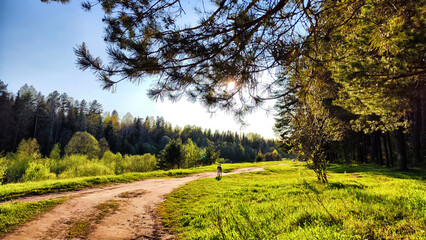 Clay dry dirt road in a pine forest on a sunny autumn, spring, or summer day. Natural landscape in good weather with the evening sun