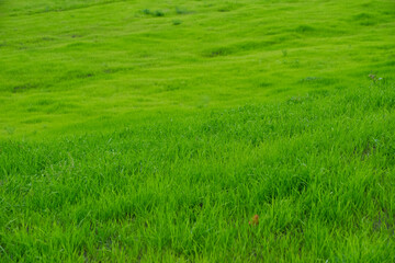 Green meadow with bright, juicy and green grass.