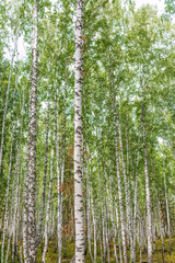 Obraz premium Beautiful sunny day in the forest. Summer or early autumn landscape with green birch trees.
