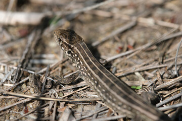 Reptile, gray lizard background dry grass, macro photo.