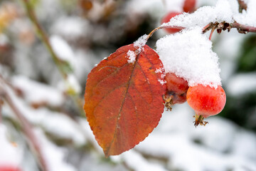 two snowy red ornamental panels on a branch with autumn leaves