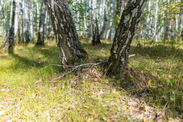 Beautiful sunny day in the forest. Summer or early autumn landscape with green birch trees.