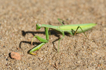 Green ordinary mantis, religious mantis close-up on a sandy background, macro photo.