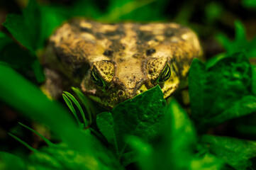 Huge Mexican bull toad among the weeds