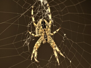 Close up of a spider from the underside sitting in the middle of a spiderweb
