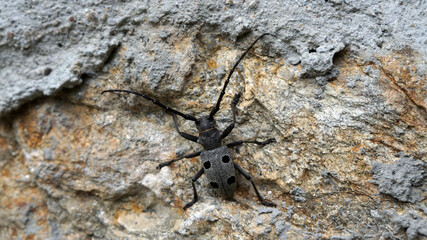 Mesosa curculionoides on resting on a rock. Beetle close-up. 