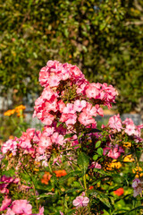 Blooming buds of garden phlox in the garden.