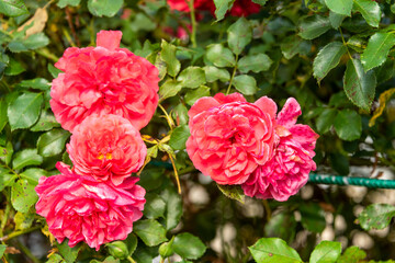 Blooming pink buds of bush roses close-up.