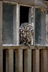 Little Owl (Athene Noctua) Perched on an old gate with rusty chain and padlock looking at the camera. Wildlife in the countryside