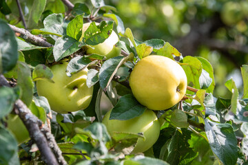 Close-up of ripe apples on a branch under bright sunlight.