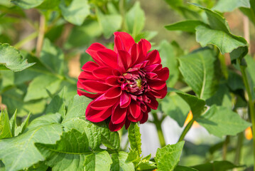 Fototapeta premium Red blooming bud of dahlia against a background of green foliage in sunlight.