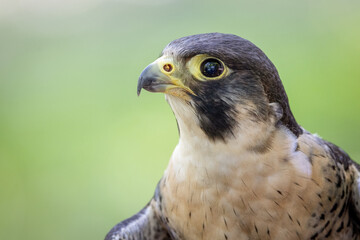 Peregrine Falcon, European bird of prey and hunter. high speed flying bird. United kingdom wildlife hunting bird