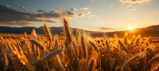 Sunset in a wheat field.  - obrazy, fototapety, plakaty