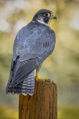 Peregrine Falcon, European bird of prey and hunter. high speed flying bird. United kingdom wildlife hunting bird