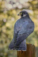 Peregrine Falcon, European bird of prey and hunter. high speed flying bird. United kingdom wildlife hunting bird
