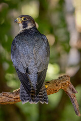 Peregrine Falcon, European bird of prey and hunter. high speed flying bird. United kingdom wildlife hunting bird