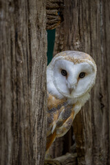 Barn owl (tyto alba) in a wooden doorway frame. Nocturnal hunting owl 
