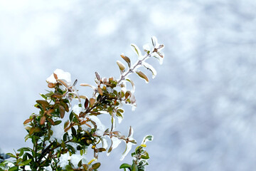 A boxwood bush covered with snow and ice with green leaves on a blurred background